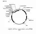 Fig. 158 - Compositions and methods for producing isoprene