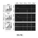 Fig. 35 - Method for inducing pluripotency in human somatic cells with PRDM14 or NFRKB