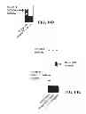 Fig. 45 - Method for inducing pluripotency in human somatic cells with PRDM14 or NFRKB