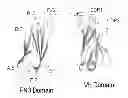 Fig. 01 - Fibronectin type III repeat based protein scaffolds with alternative binding surfaces