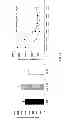 Fig. 15 - Neuro-protective compounds and their use