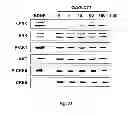Fig. 26 - Neuro-protective compounds and their use