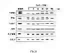 Fig. 29 - Neuro-protective compounds and their use