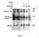 Fig. 37 - Neuro-protective compounds and their use