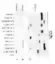 Fig. 02 - USP47 inhibitors and methods to induce apoptosis