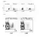 Fig. 02 - Methods for identifying leukemia stem cells and distinguishing them from normal hematopietic stem cells in patients with acute myeloid leukemia: uses in diagnosis, treatment, and research