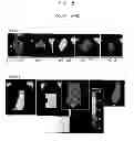 Fig. 09 - Dihydroethidine analogues and uses thereof