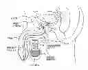 Fig. 01 - Synthetic urethra with closure device