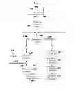 Fig. 02 - Scalable, parallel processing of messages while enforcing custom sequencing criteria