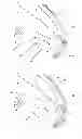 Fig. 01 - Grip for grasping with one hand and a leash device with such a grip