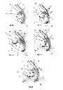 Fig. 02 - Grip for grasping with one hand and a leash device with such a grip