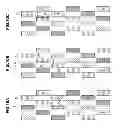 Fig. 11 - Display device in which multiple images are displayed using four neighboring pixels, display panel and electronic apparatus using same