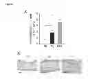 Fig. 08 - HISTAMINE-RELEASING FACTOR (HRF), HRF-RECEPTOR AND METHODS OF MODULATING INFLAMMATION
