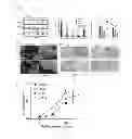 Fig. 09 - HISTAMINE-RELEASING FACTOR (HRF), HRF-RECEPTOR AND METHODS OF MODULATING INFLAMMATION