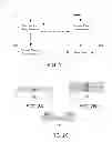 Fig. 02 - Optical articles and methods of making same