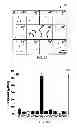 Fig. 02 - Nanomotors and motion-based detection of biomolecular interactions