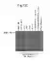 Fig. 44 - Cell Culture Compositions Capable of Producing a VEGF-Binding Fusion Polypeptide