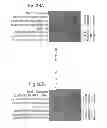 Fig. 45 - Cell Culture Compositions Capable of Producing a VEGF-Binding Fusion Polypeptide