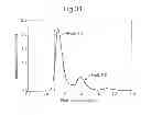 Fig. 49 - Cell Culture Compositions Capable of Producing a VEGF-Binding Fusion Polypeptide