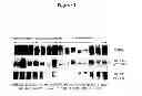 Fig. 02 - Method for assay on the effect of vascularization inhibitor