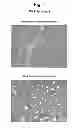 Fig. 02 - Compositions comprising amino acids, with pro-angiogenic activity