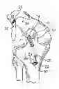 Fig. 01 - Attachment device to attach tissue graft