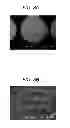 Fig. 08 - STIMULUS ELECTRODE FOR BIOLOGICAL TISSUE AND METHOD OF PRODUCING THE SAME