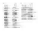 Fig. 08 - COMPOSITIONS AND METHODS FOR REDUCING AND DETECTING VIRAL INFECTION