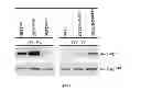 Fig. 09 - COMPOSITIONS AND METHODS FOR REDUCING AND DETECTING VIRAL INFECTION