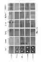 Fig. 07 - METHOD FOR SCREENING SIZE OF CARRIER