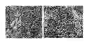 Fig. 01 - AGENT FOR OSTEOGENESIS USING SUBSTANCE-P AND PREPARATION PROCESS THEREOF