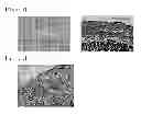 Fig. 03 - AGENT FOR OSTEOGENESIS USING SUBSTANCE-P AND PREPARATION PROCESS THEREOF