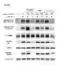 Fig. 09 - RON Binding Constructs and Methods of Use Thereof