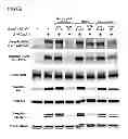 Fig. 10 - RON Binding Constructs and Methods of Use Thereof