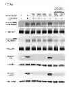 Fig. 12 - RON Binding Constructs and Methods of Use Thereof