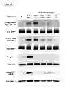 Fig. 13 - RON Binding Constructs and Methods of Use Thereof