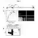 Fig. 07 - Dengue and West Nile viruses proteins and genes coding the foregoing, and their use in vaccinal, therapeutic and diagnostic applications