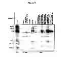 Fig. 08 - Dengue and West Nile viruses proteins and genes coding the foregoing, and their use in vaccinal, therapeutic and diagnostic applications