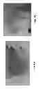 Fig. 06 - Sodium-hypochlorite-based body wash compositions