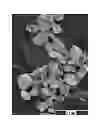 Fig. 01 - METHOD FOR MANUFACTURING A COMPOSITE POWDER THAT CAN BE USED TO CONSTITUTE ELECTRODE MATERIALS