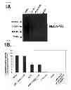 Fig. 02 - Method for increasing the E-selectin binding affinity of a population of cells expressing a CD44 polypeptide