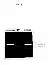 Fig. 02 - ENA nucleic acid pharmaceuticals capable of modifying splicing of mRNA precursors