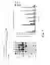 Fig. 08 - Methods for producing genetically modified animals using hypermethylated transposons