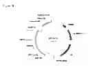 Fig. 39 - Reproductive ablation constructs