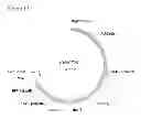 Fig. 40 - Reproductive ablation constructs
