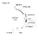 Fig. 41 - Reproductive ablation constructs
