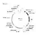 Fig. 43 - Reproductive ablation constructs