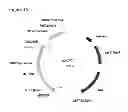 Fig. 45 - Reproductive ablation constructs