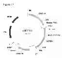 Fig. 46 - Reproductive ablation constructs