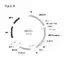 Fig. 47 - Reproductive ablation constructs